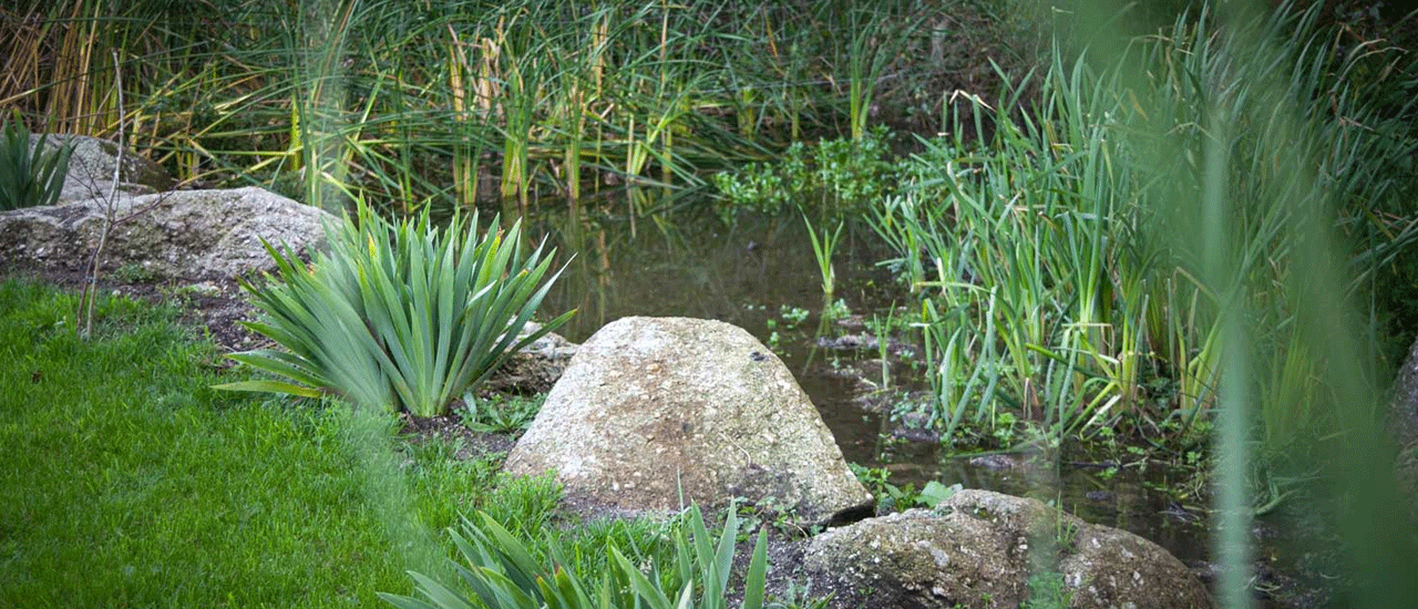 jardin d’assainissement